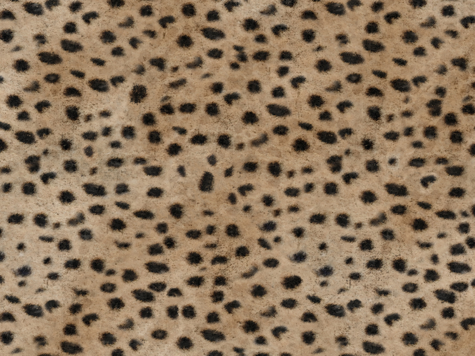 Africa Cheetah
